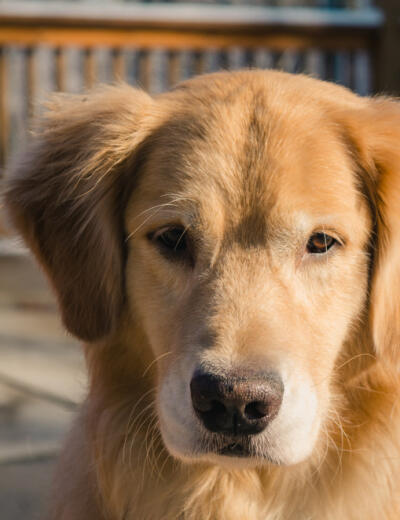 red doggo